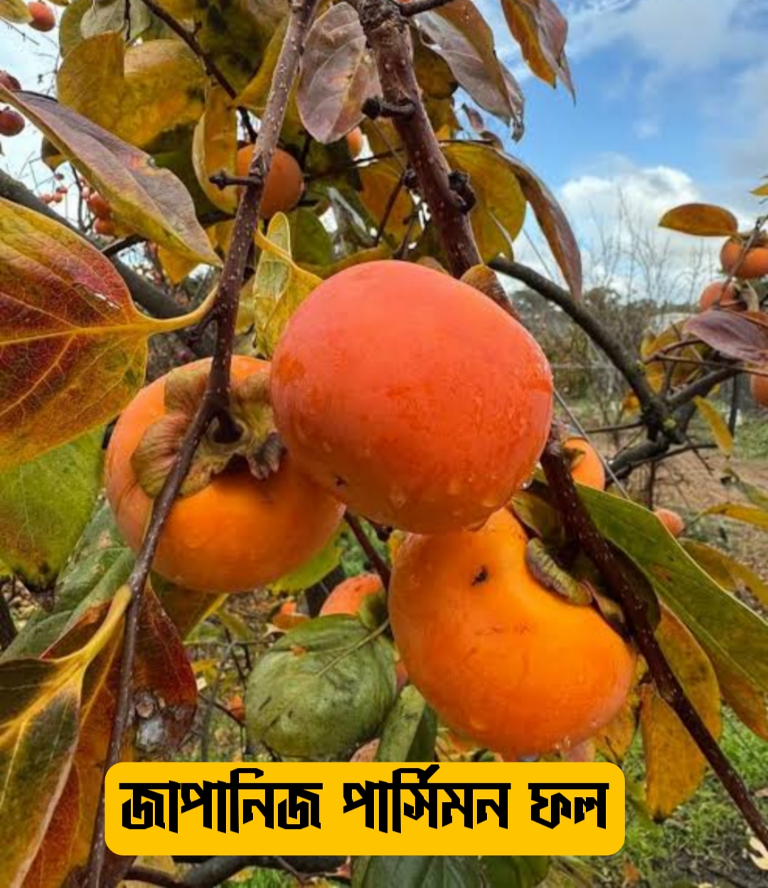 {"remix_data":[],"remix_entry_point":"challenges","source_tags":["local"],"origin":"unknown","total_draw_time":48063,"total_draw_actions":2,"layers_used":2,"brushes_used":0,"photos_added":0,"total_editor_actions":{},"tools_used":{"transform":1},"is_sticker":false,"edited_since_last_sticker_save":true,"containsFTESticker":false}