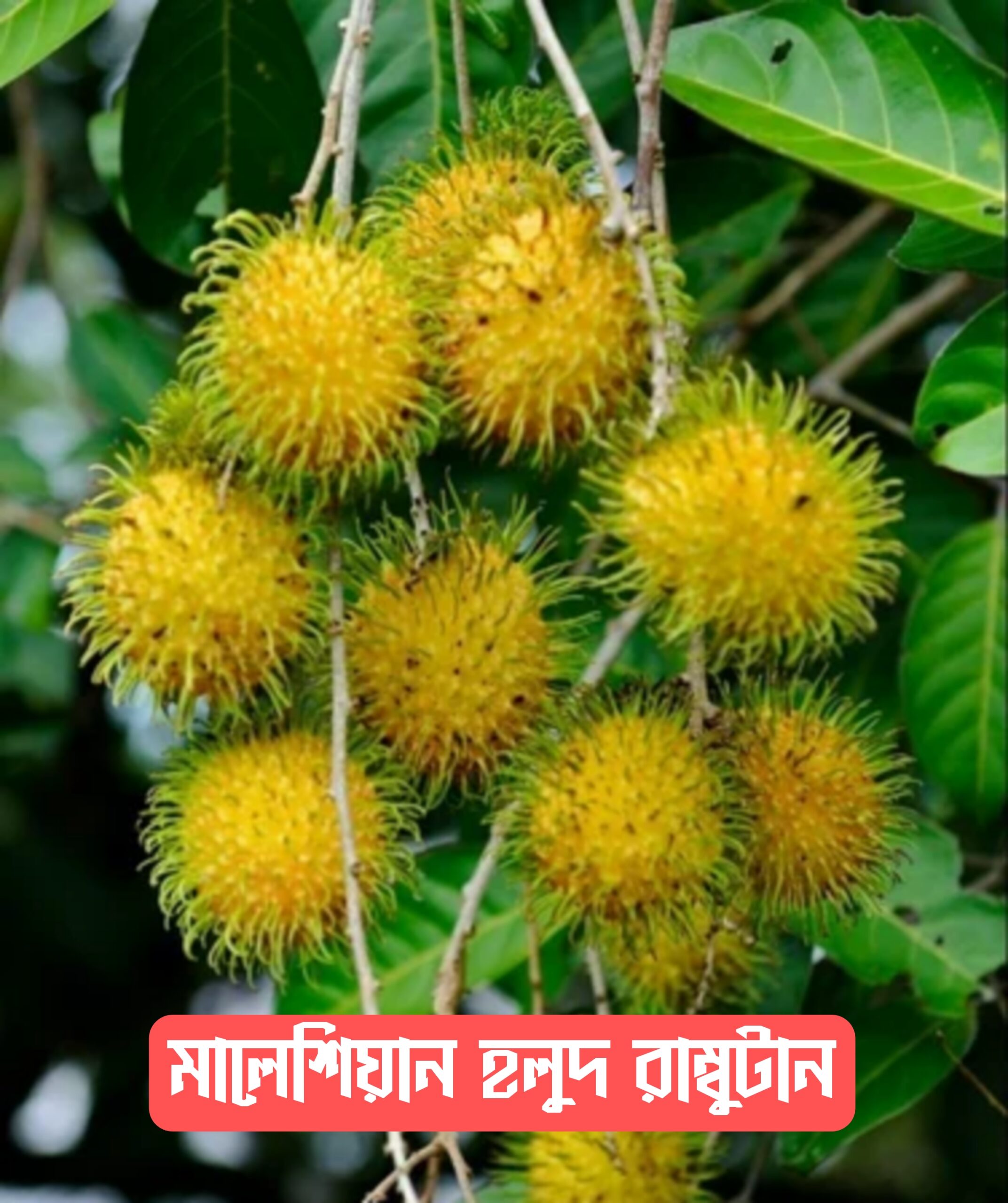 {"remix_data":[],"remix_entry_point":"challenges","source_tags":["local"],"origin":"unknown","total_draw_time":48186,"total_draw_actions":2,"layers_used":2,"brushes_used":0,"photos_added":0,"total_editor_actions":{},"tools_used":{"transform":1},"is_sticker":false,"edited_since_last_sticker_save":true,"containsFTESticker":false}