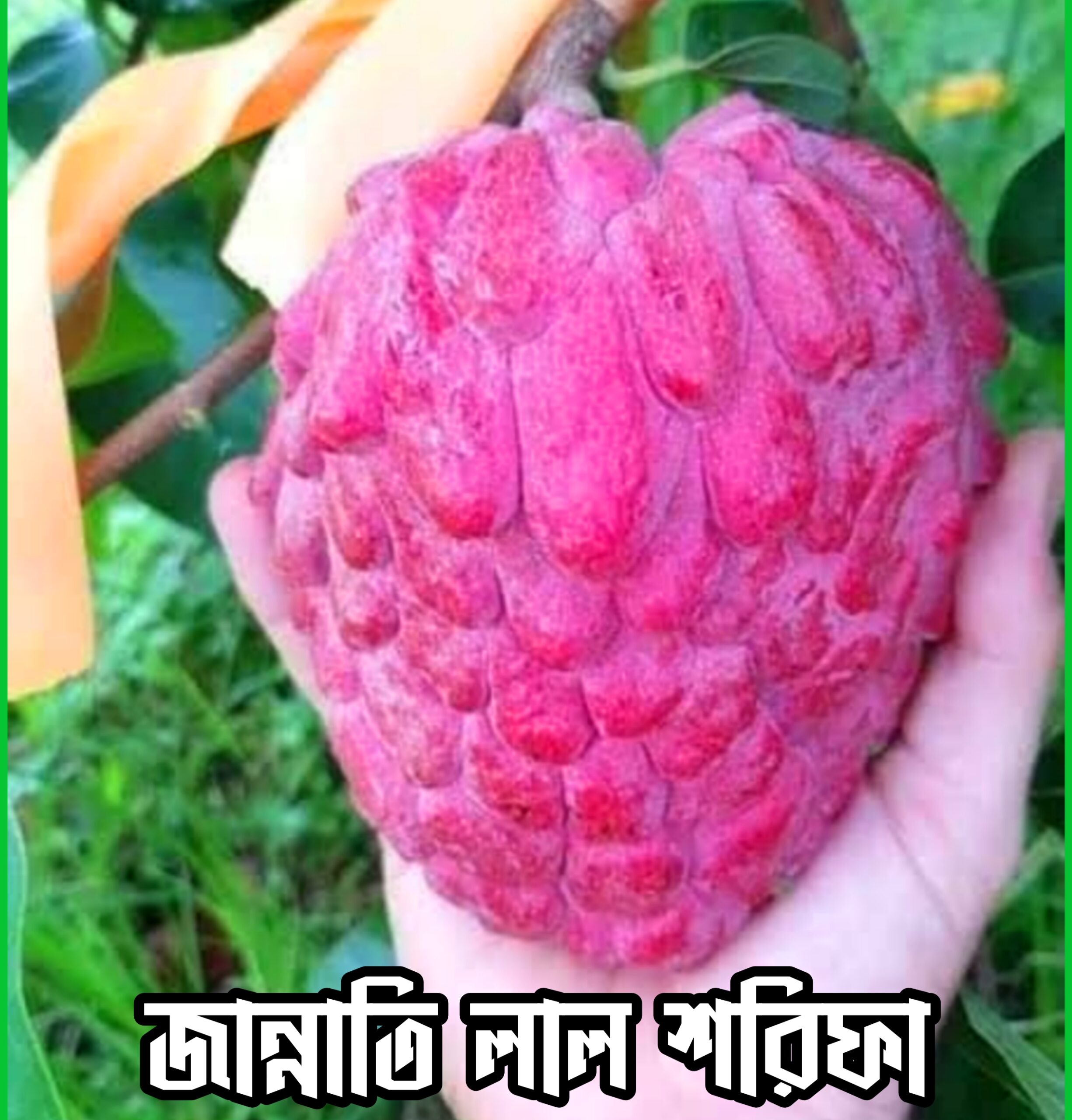 {"remix_data":[],"remix_entry_point":"challenges","source_tags":["local"],"origin":"unknown","total_draw_time":277668,"total_draw_actions":2,"layers_used":2,"brushes_used":0,"photos_added":0,"total_editor_actions":{},"tools_used":{"border":1,"transform":3,"adjust":1,"resize":1},"is_sticker":false,"edited_since_last_sticker_save":true,"containsFTESticker":false}