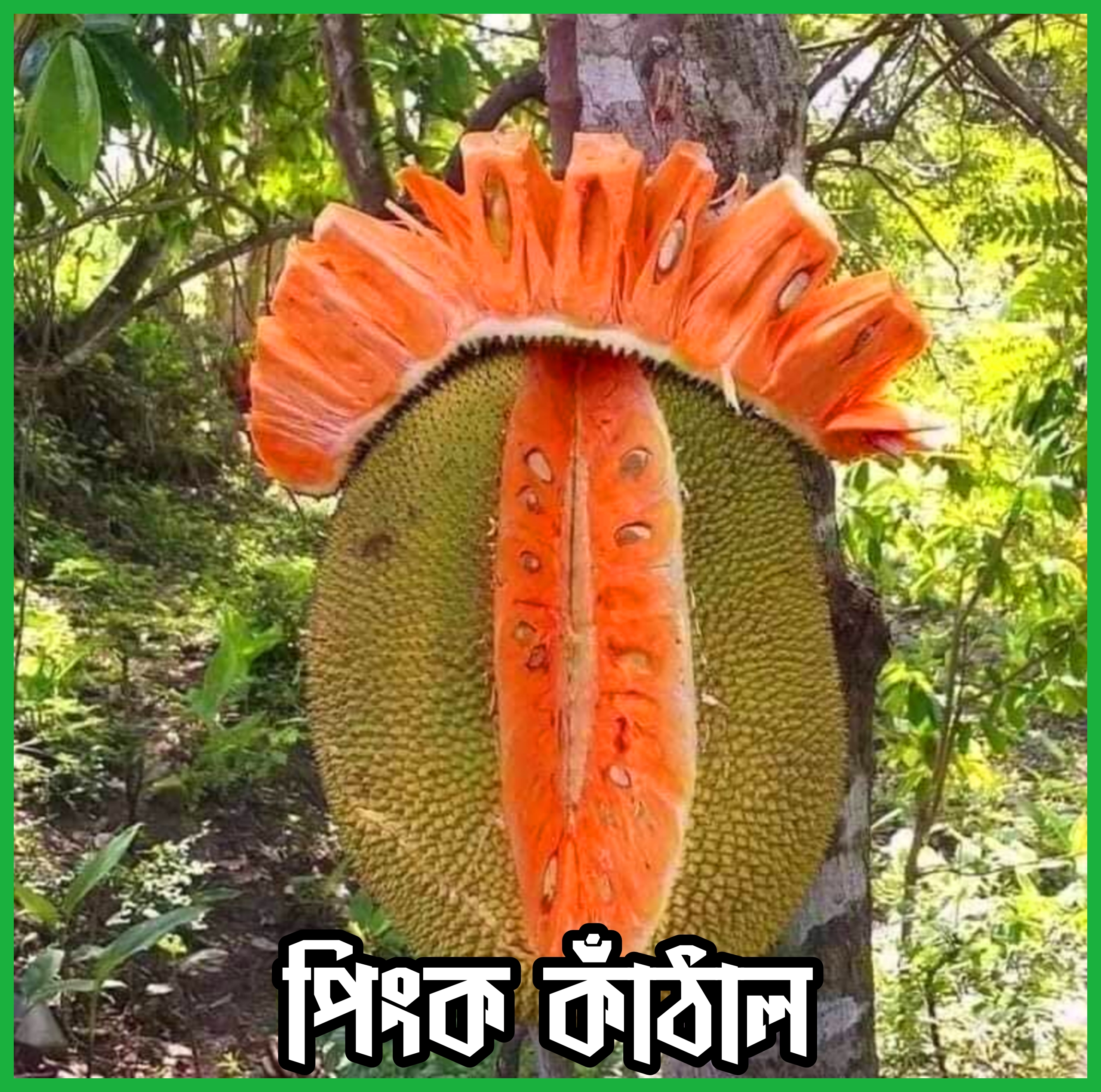 {"remix_data":[],"remix_entry_point":"challenges","source_tags":[],"origin":"unknown","total_draw_time":277920,"total_draw_actions":2,"layers_used":2,"brushes_used":0,"photos_added":0,"total_editor_actions":{},"tools_used":{"border":1,"adjust":1,"resize":1},"is_sticker":false,"edited_since_last_sticker_save":true,"containsFTESticker":false}