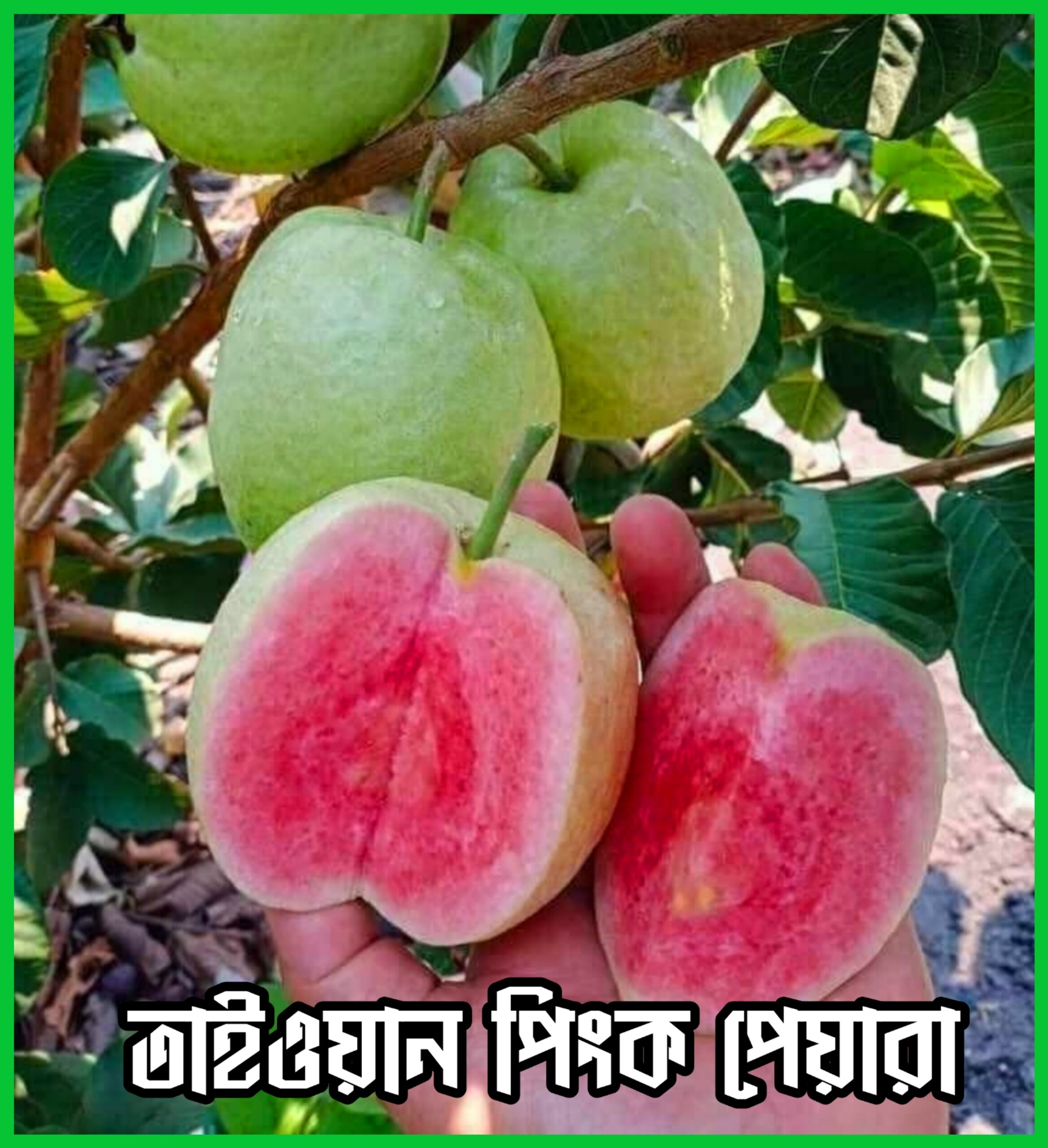 {"remix_data":[],"remix_entry_point":"challenges","source_tags":[],"origin":"unknown","total_draw_time":278041,"total_draw_actions":2,"layers_used":2,"brushes_used":0,"photos_added":0,"total_editor_actions":{},"tools_used":{"border":1,"transform":1,"adjust":1},"is_sticker":false,"edited_since_last_sticker_save":true,"containsFTESticker":false}